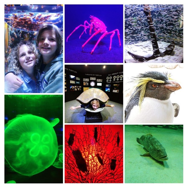 20180624_203915-collage1