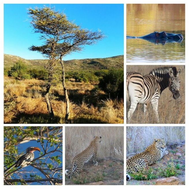 20180624_223258-collage