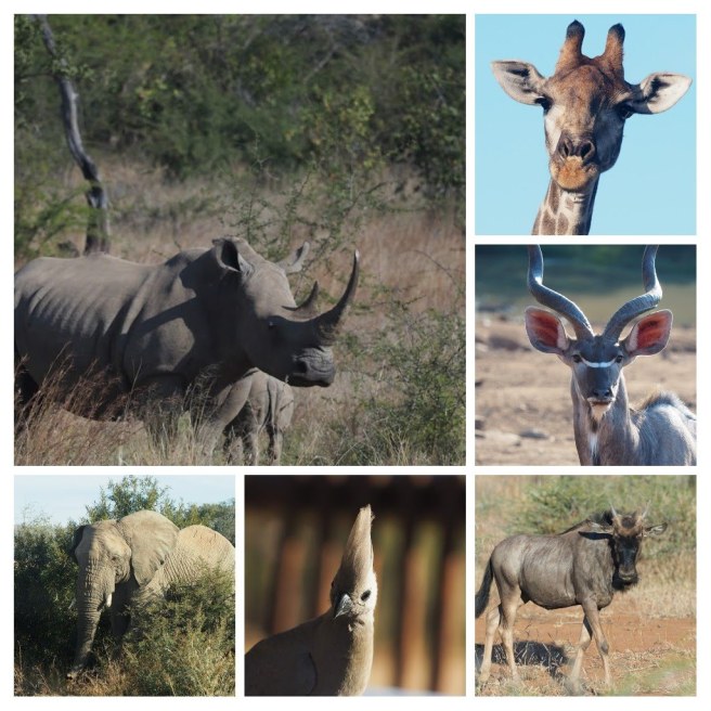 20180625_082540-collage