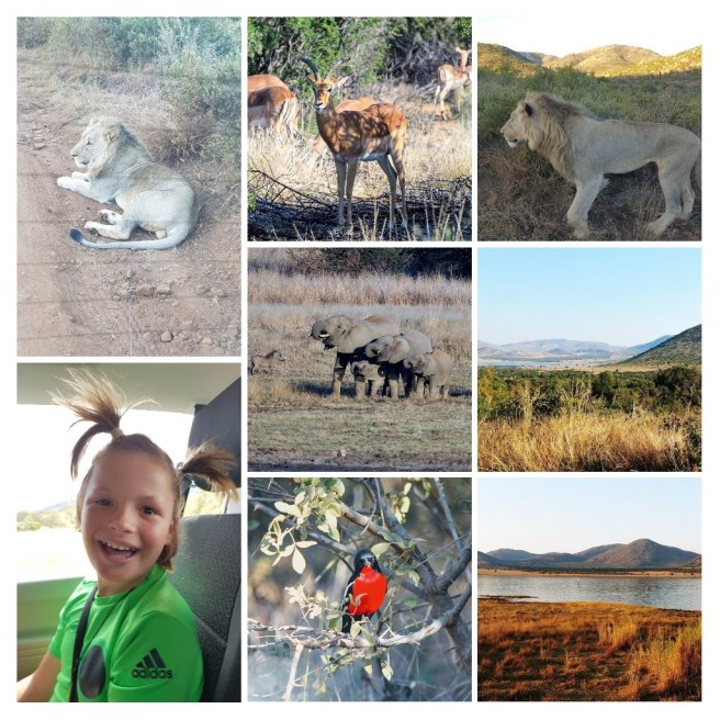 20180625_083251-collage