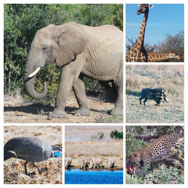 20180625_185940-collage